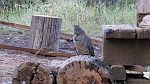 20-Rest time for the wildlife at Mt Pinnibar Hut